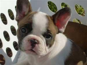 busco 1 perro toro frances castellano o que me lo regale el mar que Sevilla y de gracias busco 1 perro toro frances castellano o que me lo regale el mar que Sevilla y de gracias